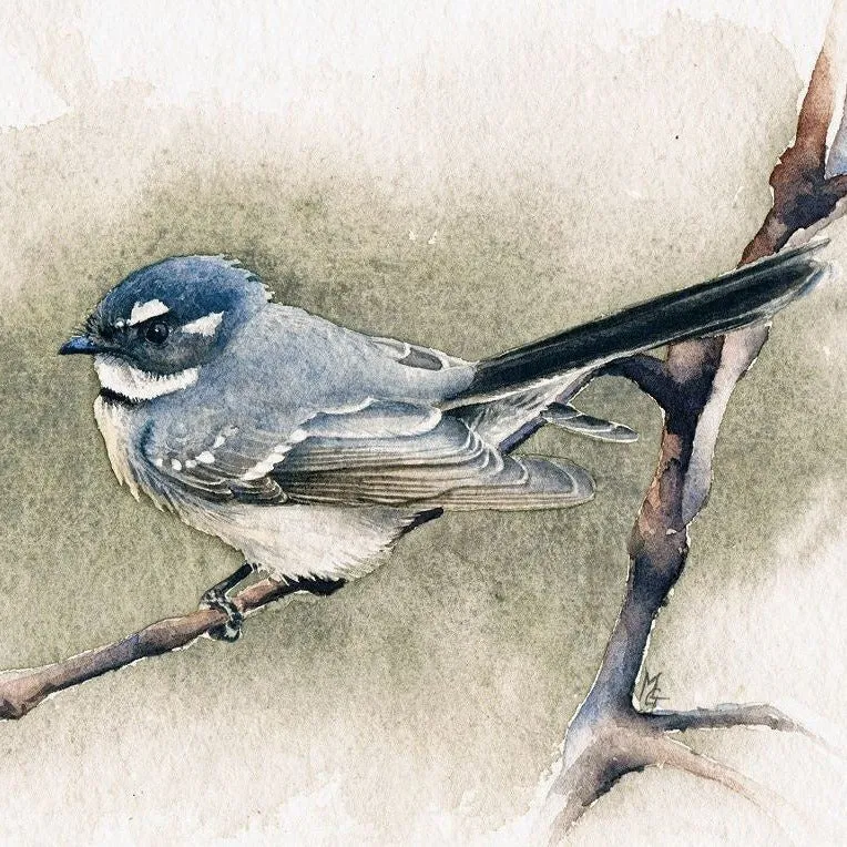 Matteo Grilli Card 'Grey Fantail'