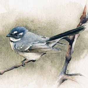Matteo Grilli Card 'Grey Fantail'